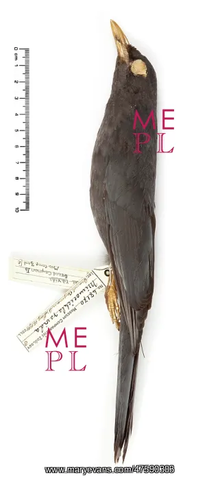 : Turdus ravidus, Grand Cayman thrush : Turdus ravidus, Grand Cayman thrush