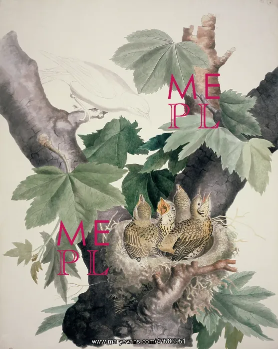 : Turdus sp. thrush chicks : Turdus sp. thrush chicks