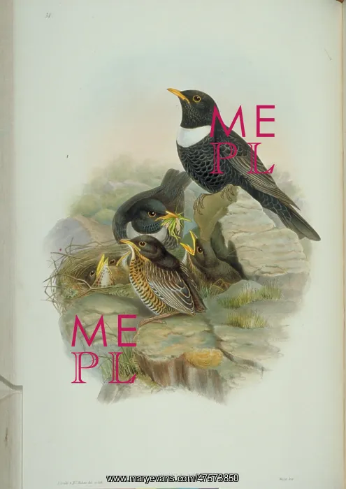 : Turdus torquatus, ring-ouzel : Turdus torquatus, ring-ouzel