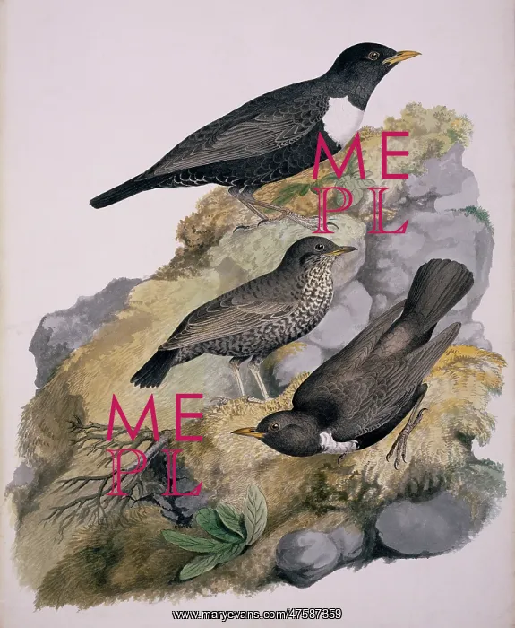 : Turdus torquatus, ring ouzel : Turdus torquatus, ring ouzel
