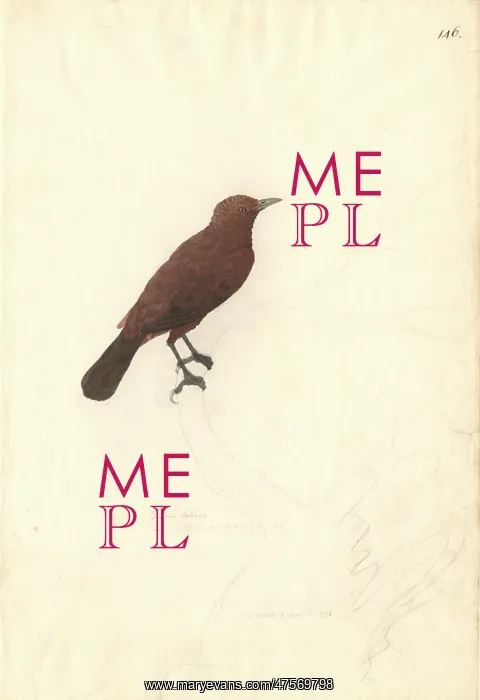 : Turdus ulietensis (Turdus badius), bay thrush. Also known as : Turdus ulietensis (Turdus badius), bay thrush. Also known as
