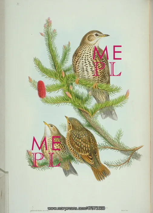 : Turdus viscivorus, mistle thrush : Turdus viscivorus, mistle thrush