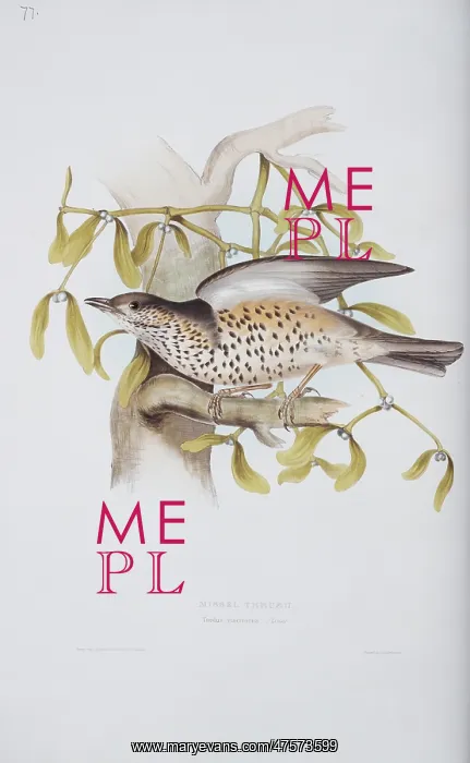 : Turdus viscivorus, mistle thrush : Turdus viscivorus, mistle thrush