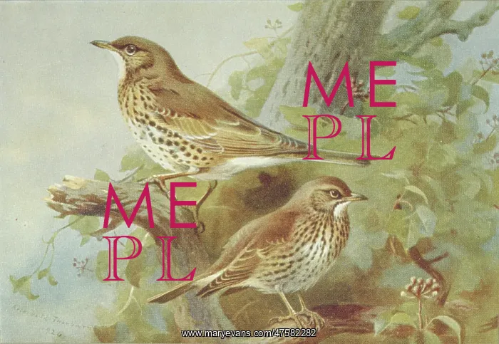 : Turdus viscivorus, mistle thrush, Turdus philomelos, song th : Turdus viscivorus, mistle thrush, Turdus philomelos, song th