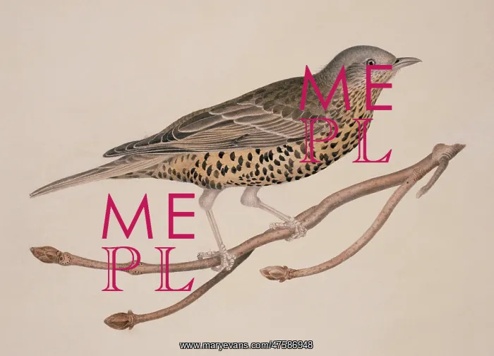 : Turdus viscivorus, mistle thrush : Turdus viscivorus, mistle thrush
