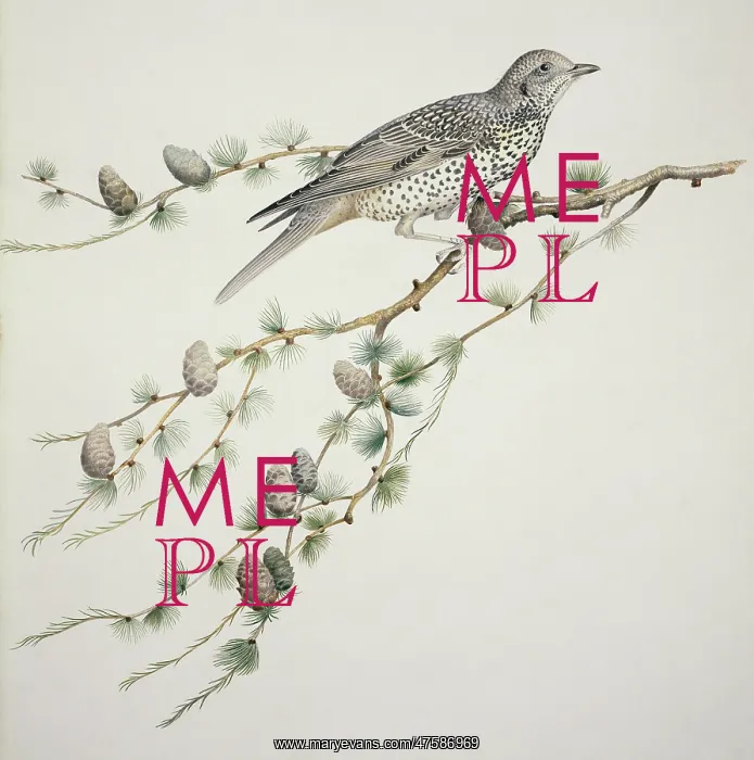 : Turdus viscivorus, mistle thrush : Turdus viscivorus, mistle thrush