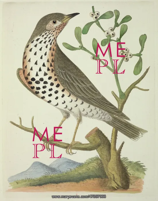: Turdus viscivorus, mistle thrush : Turdus viscivorus, mistle thrush