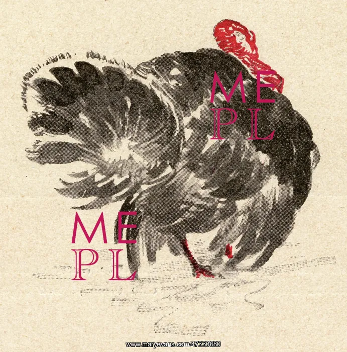  : TURKEY. (Meleagris gallopavo)
