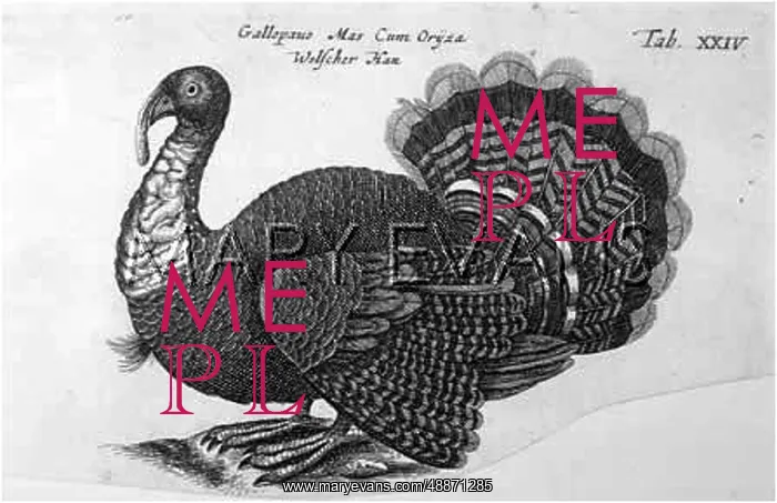  : TURKEY. (Meleagris gallopavo)