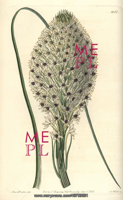: Turkey beard, Xerophyllum asphodeloides : Turkey beard, Xerophyllum asphodeloides