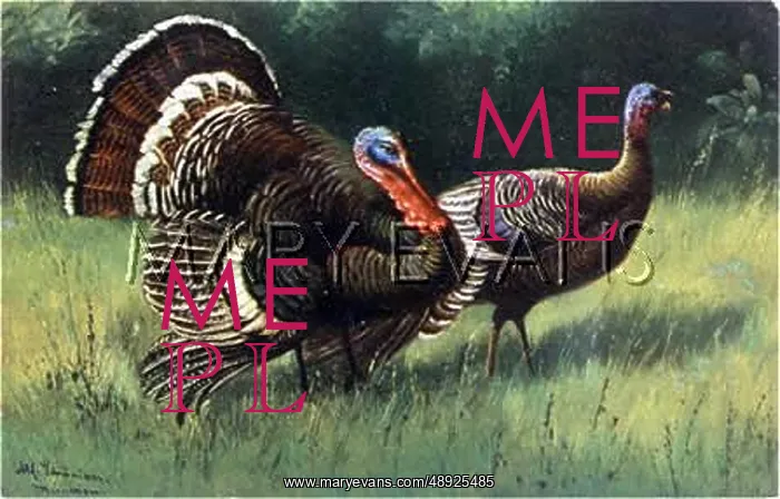  : TURKEY COCK AND HEN