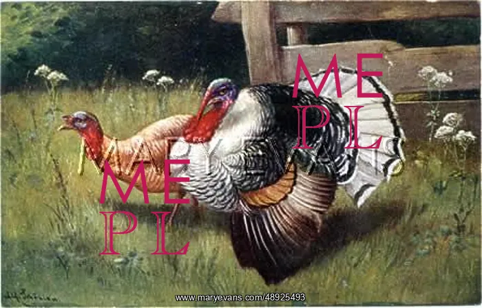  : TURKEY COCK AND HEN