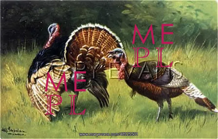  : TURKEY COCK AND HEN