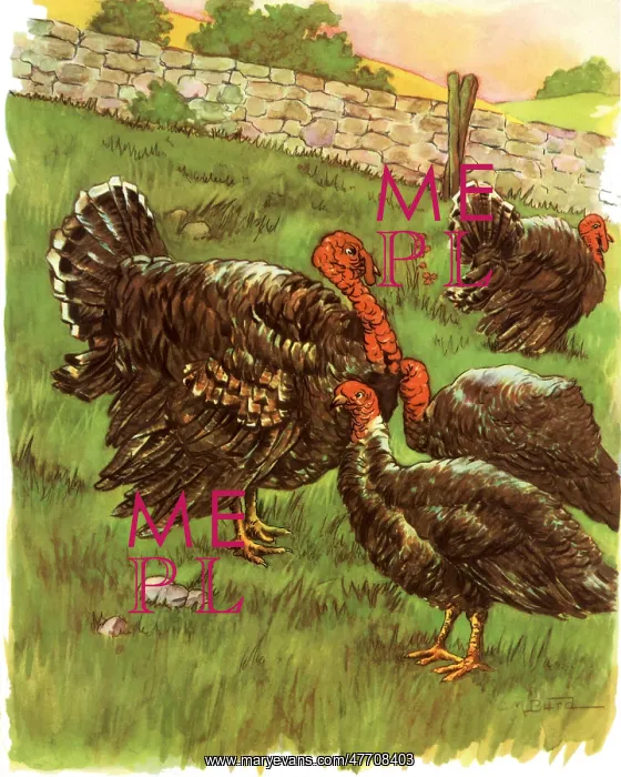 : Turkey Family : Turkey Family