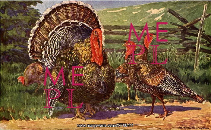  : Turkey Family