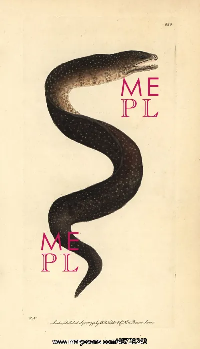 : Turkey moray eel, Gymnothorax meleagris : Turkey moray eel, Gymnothorax meleagris