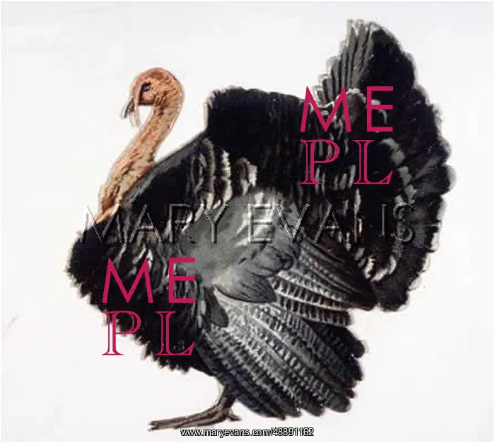  : TURKEY - SCRAP