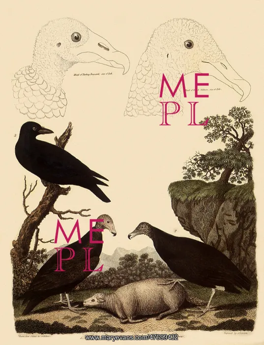  : Turkey Vulture