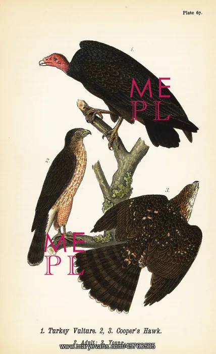: Turkey vulture and Cooper's hawk : Turkey vulture and Cooper's hawk