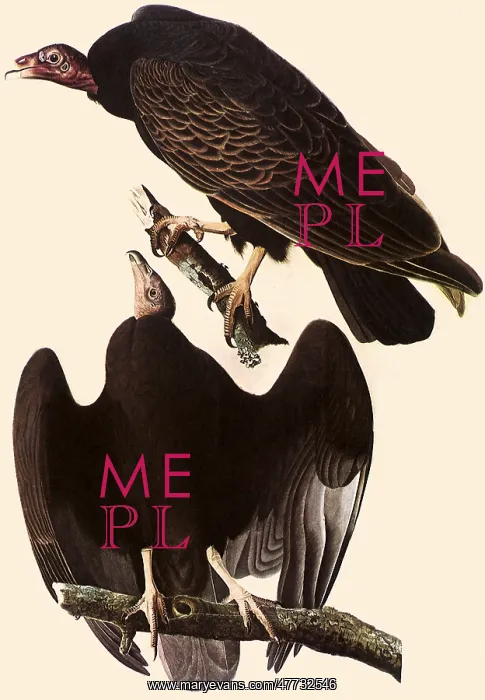  : Turkey Vultures