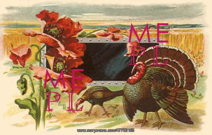  : Turkeys by Field