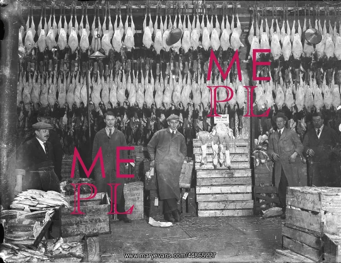 : Turkeys in Poulterers : Turkeys in Poulterers