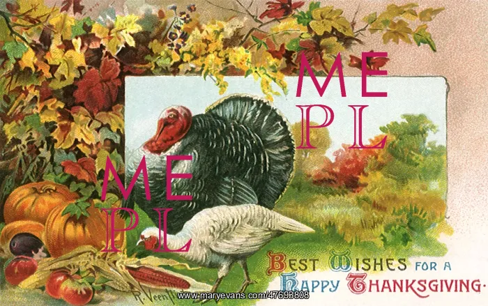 : Turkeys amongst Pumpkins and Corn : Turkeys amongst Pumpkins and Corn