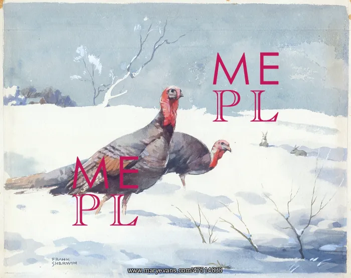 : Two Turkeys in the snow : Two Turkeys in the snow