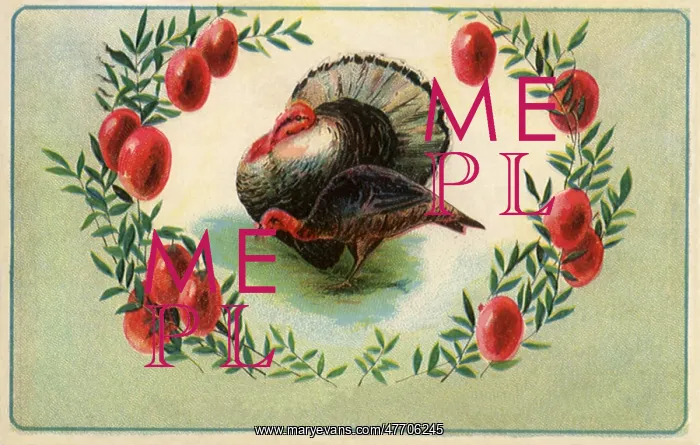  : Turkeys, Tom and Hen
