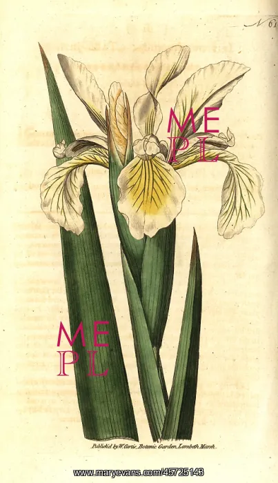 : Turkish iris, Iris orientalis : Turkish iris, Iris orientalis