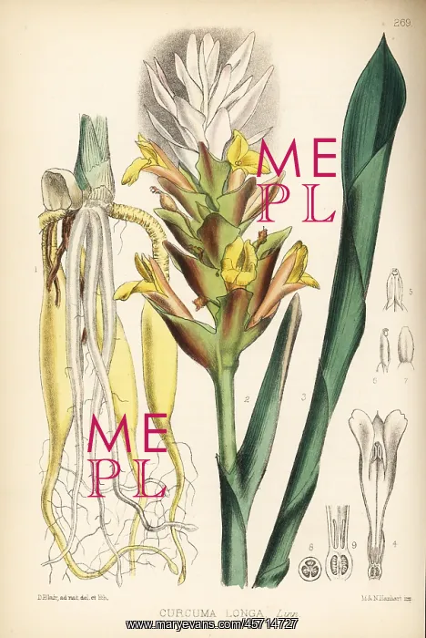 : Turmeric, Curcuma longa : Turmeric, Curcuma longa