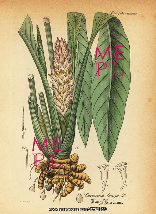 : Turmeric, Curcuma longa : Turmeric, Curcuma longa