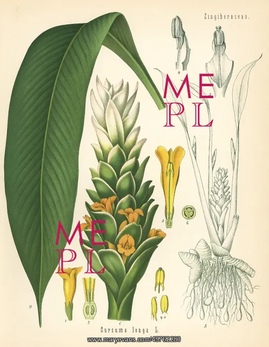 : Turmeric, Curcuma longa : Turmeric, Curcuma longa