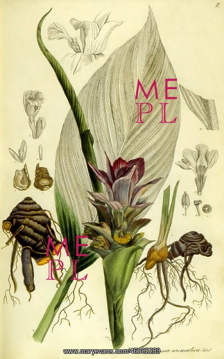 : Turmeric (Curcuma longa) : Turmeric (Curcuma longa)