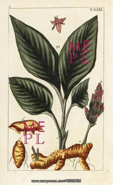 : Turmeric, Curcuma longa : Turmeric, Curcuma longa
