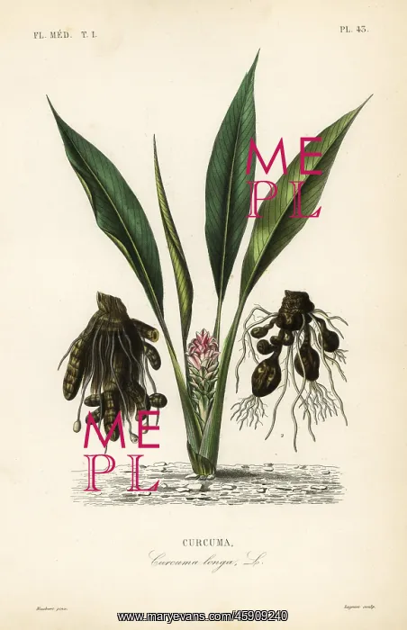 : Turmeric or ukon, Curcuma longa : Turmeric or ukon, Curcuma longa