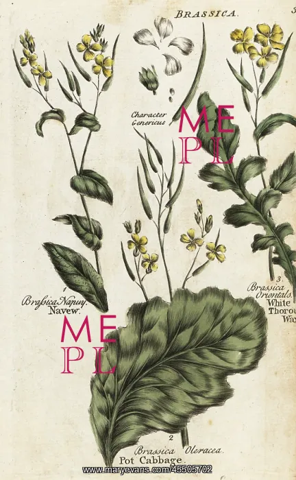 : Turnip, cabbage and hare's ear mustard : Turnip, cabbage and hare's ear mustard