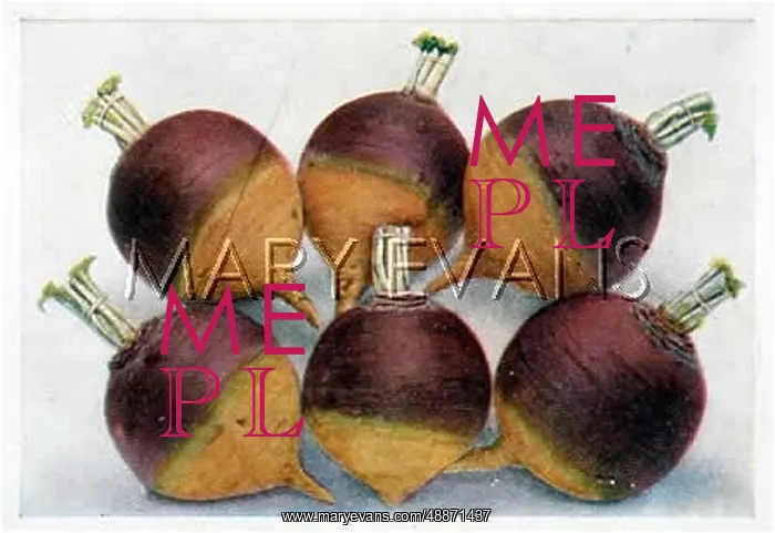  : TURNIP PURPLE TOP C1920