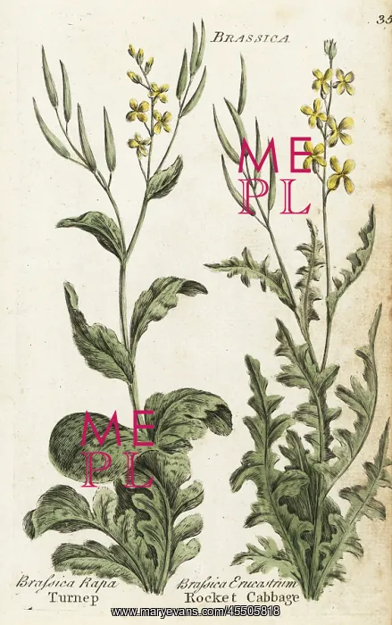 : Turnip and rocket cabbage or dog mustard : Turnip and rocket cabbage or dog mustard