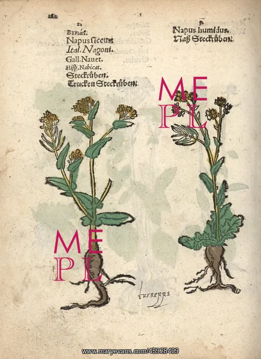 : Turnips, Brassica rapa : Turnips, Brassica rapa