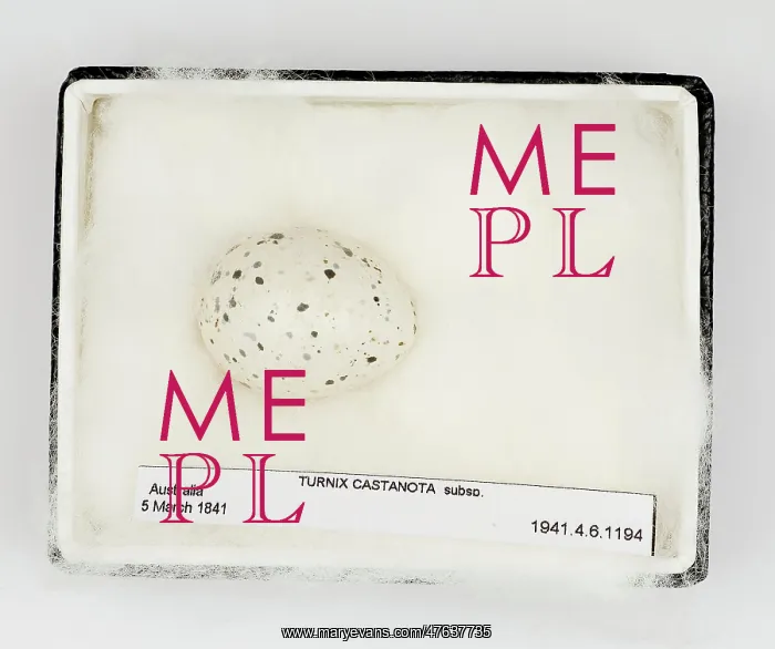 : Turnix castanota egg, from Gould Collection : Turnix castanota egg, from Gould Collection