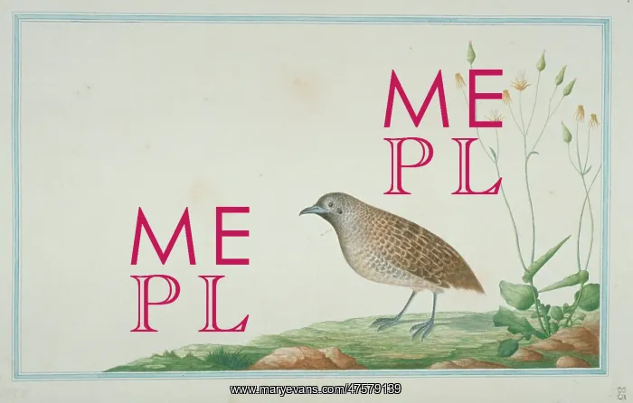 : Turnix sp. Buttonquail : Turnix sp. Buttonquail