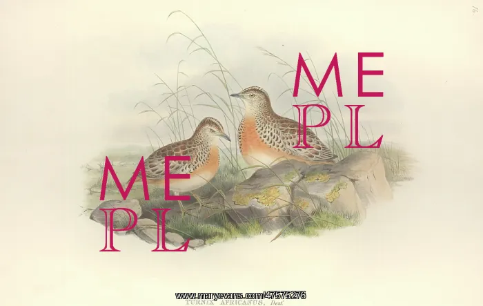 : Turnix sylvaticus, Common buttonquail : Turnix sylvaticus, Common buttonquail