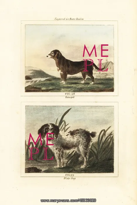 : Turnspit and water dog, extinct breeds : Turnspit and water dog, extinct breeds