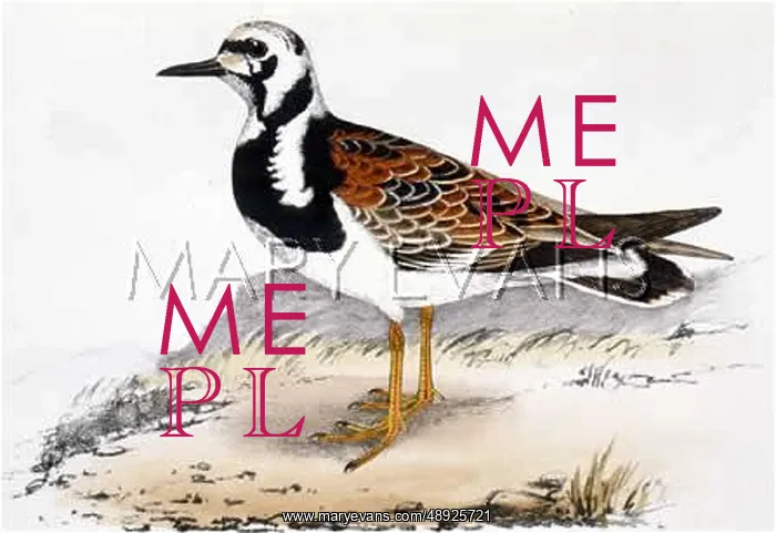  : TURNSTONE. (Arenaria interpres)