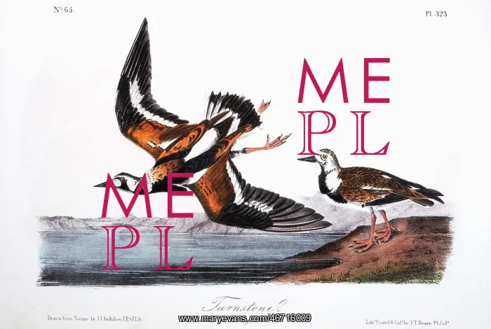 : Turnstone - Bird - Animal - Nature : Turnstone - Bird - Animal - Nature