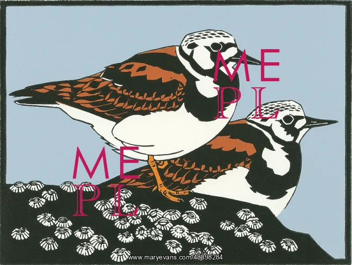 : Turnstones : Turnstones