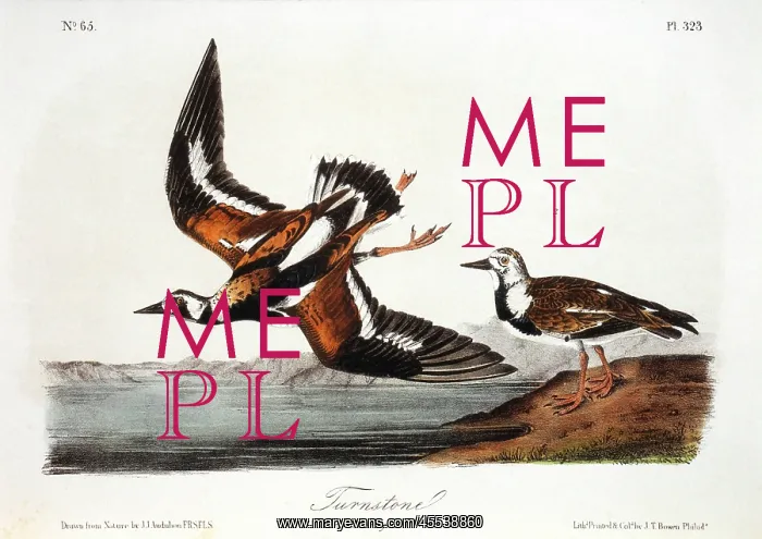  : Turnstones - Birds - Animals