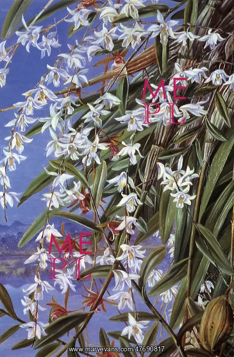  : The Turon or Pigeon Orchid in Borneo