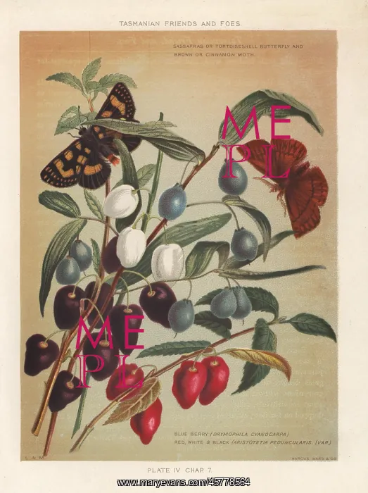 : Turqoise berry and Aristotelia peduncularis : Turqoise berry and Aristotelia peduncularis